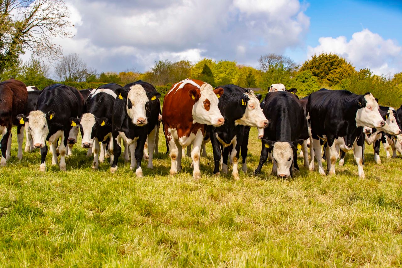 Twenty20 Beef Club takes coveted European award