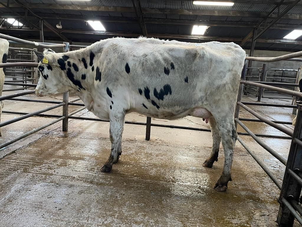 Carnew Mart dairy sale reaches €2,540