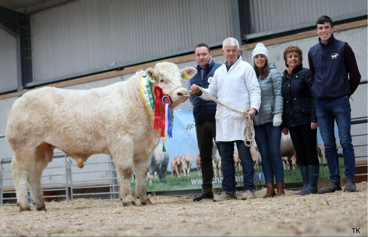 Top price of €9,000 at Tullamore Charolais bull sale