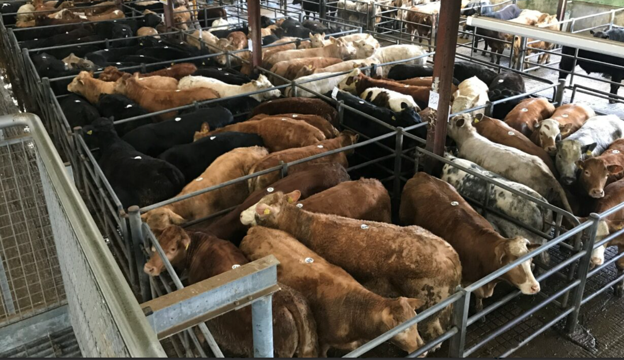 An overview of latest cattle and sheep sales at Carnew Mart