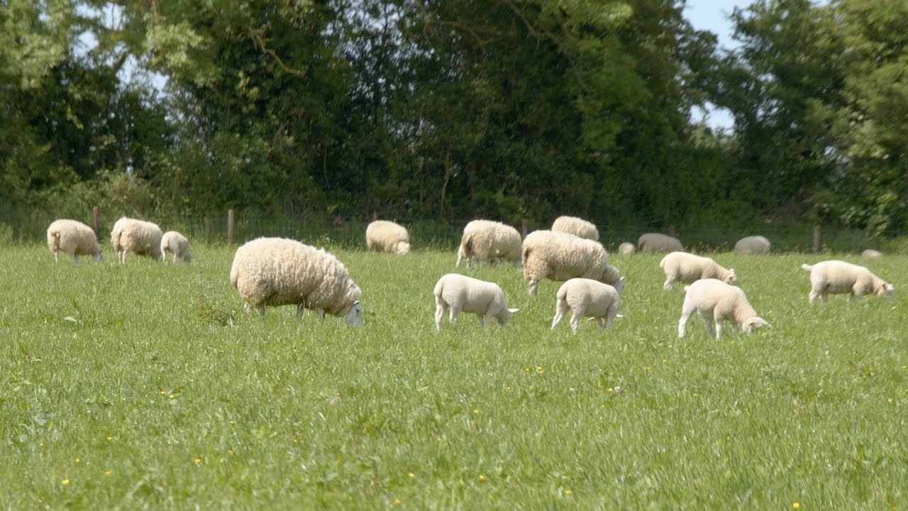 Agriland and Elanco launch 'Flock Forwards, not Backwards' series