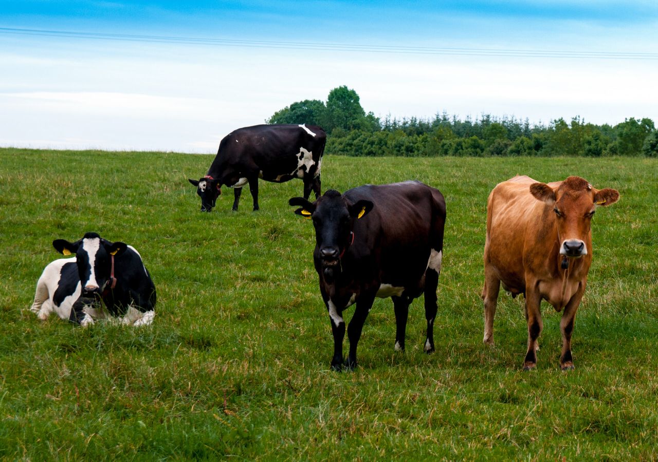Ryan's comments 'at odds' with government's national herd commitments