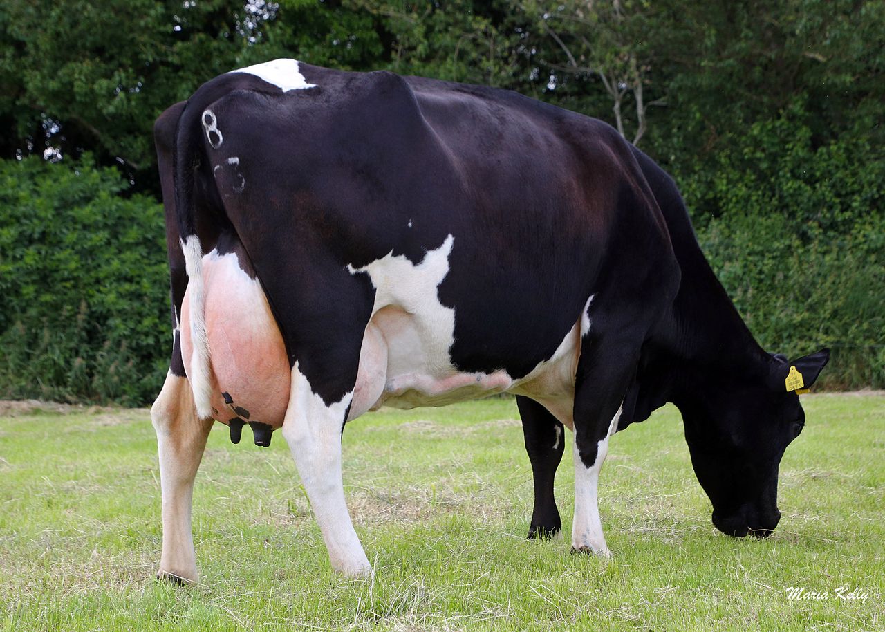 Irish Pure Friesian Club launches breeding initiative