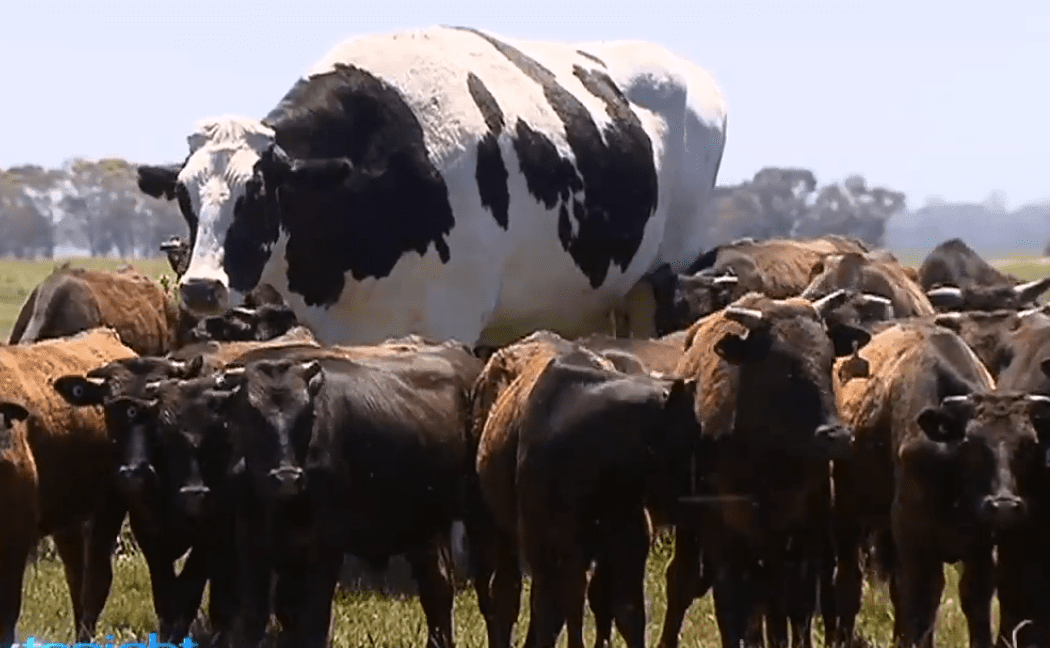 Farmer claims ownership of 'the biggest bullock on earth'