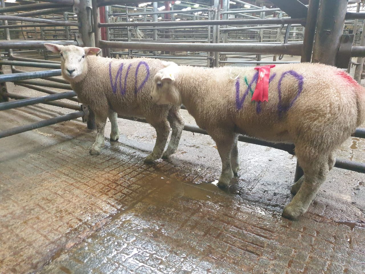 Spring lamb show and sale sees prices reach €282 at Raphoe Mart
