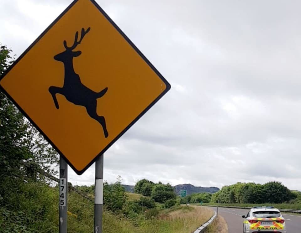 Extra vigilance urged on rural roads as deer rutting season to begin