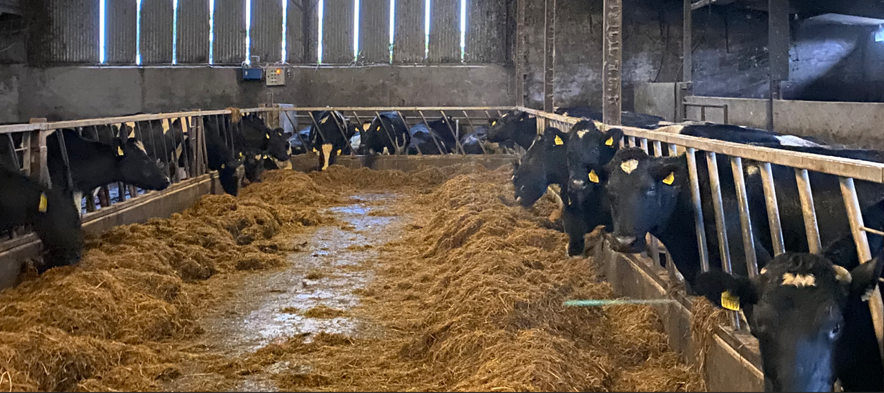 ABP Monitor Farm: Update from Cork dairy and beef farm