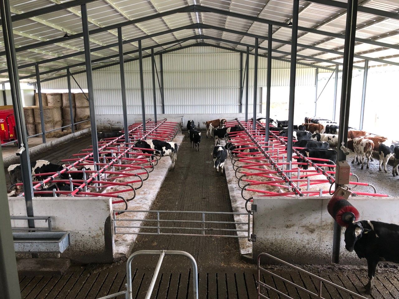Lameness: Maximising lying time with good cubicles