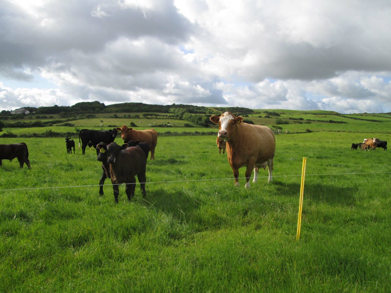 Beef kill bounces back after last week's drop