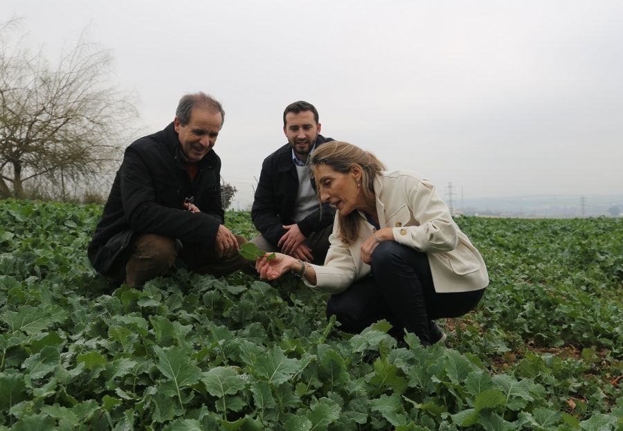 Foliar application boosts zinc content of wheat by 50% - UCO research