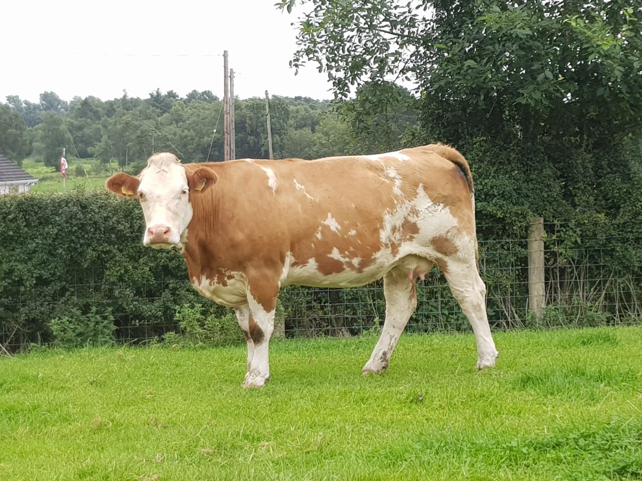 We are losing too many suckler cows