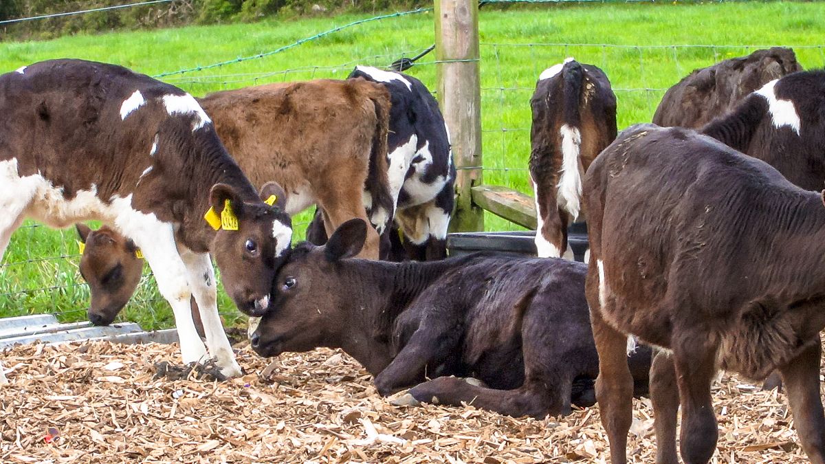 Bord Bia to develop calf slaughter threshold in new year