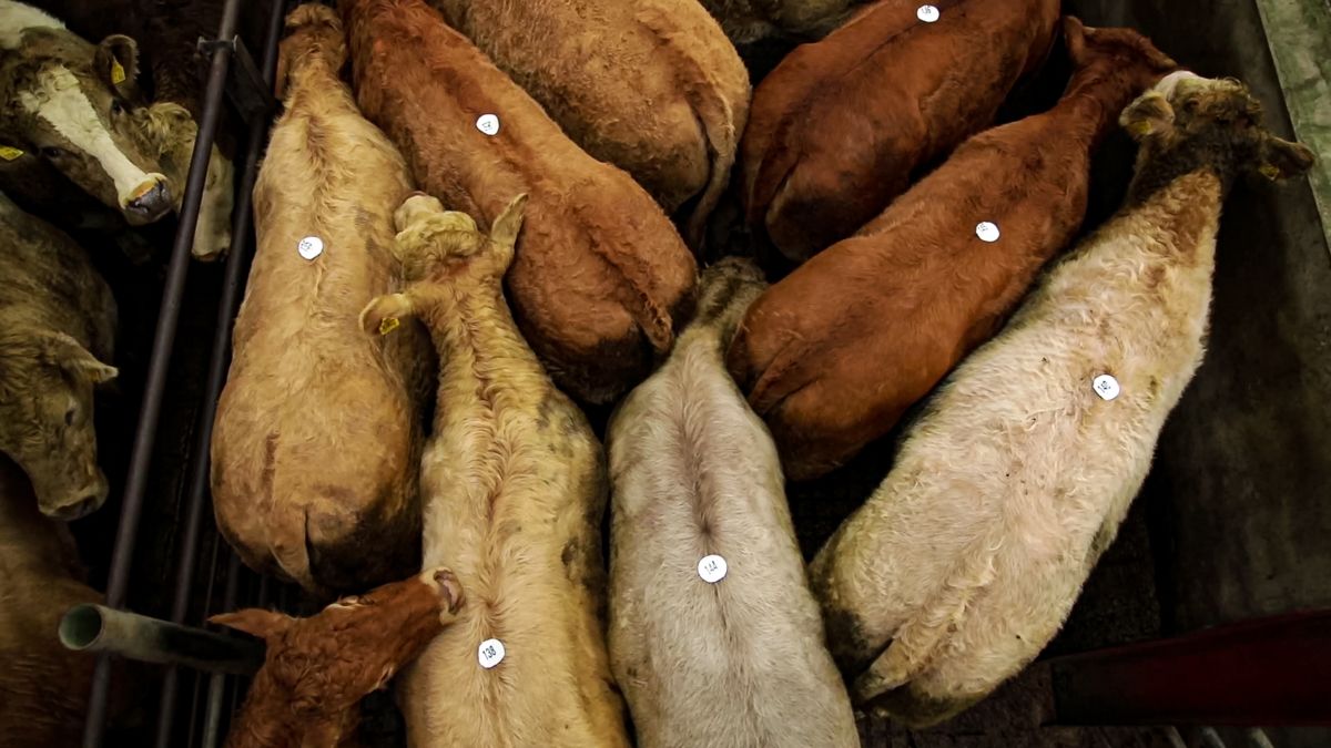 Marts to stay open in 'lockdown counties' - but with 'extra risk measures'