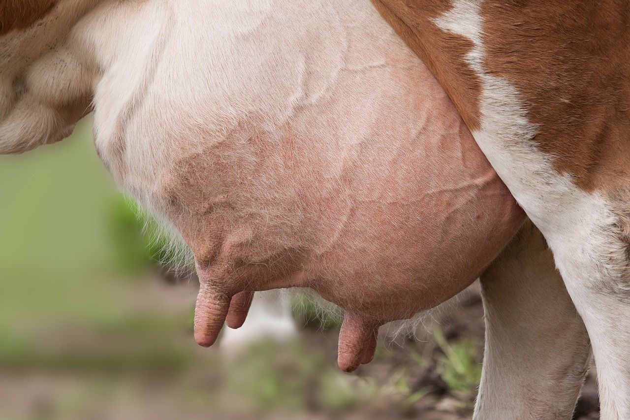 Milk culturing: Know the bacteria on your farm before drying off