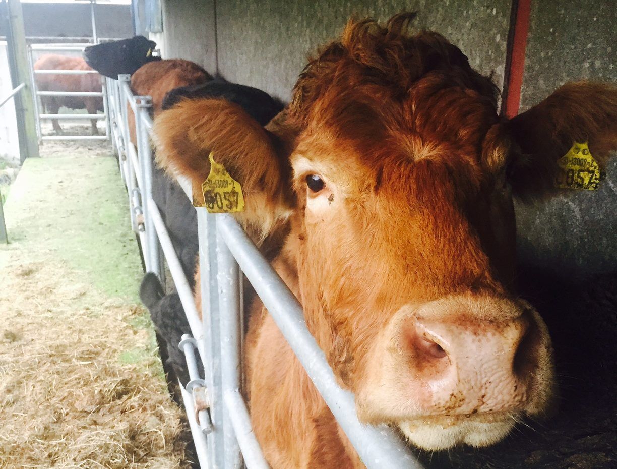 Northern Ireland's brucellosis compensation rates announced