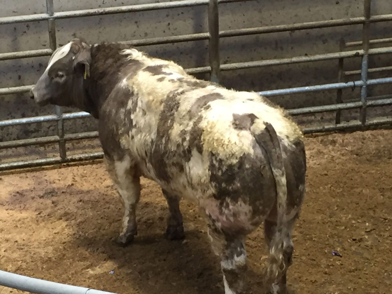 Extra French cattle dampens the demand for Irish stock in Italy