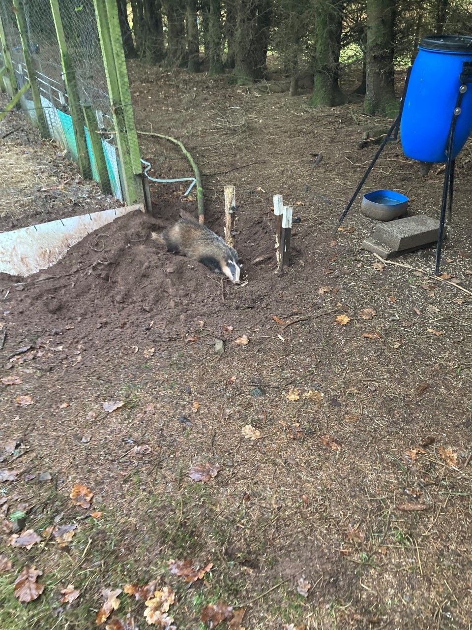 USPCA 'appalled' after badger caught in snare in Tyrone