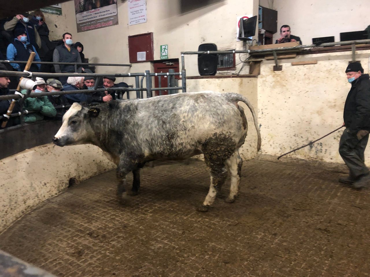Roan-blue heifer takes top price of €5,000 at Carrigallen Mart