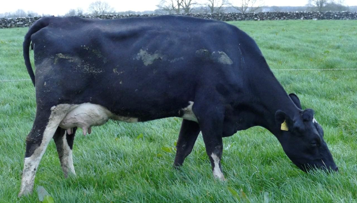 Lisfort herd dispersal sale receives a top call of 3,440gns