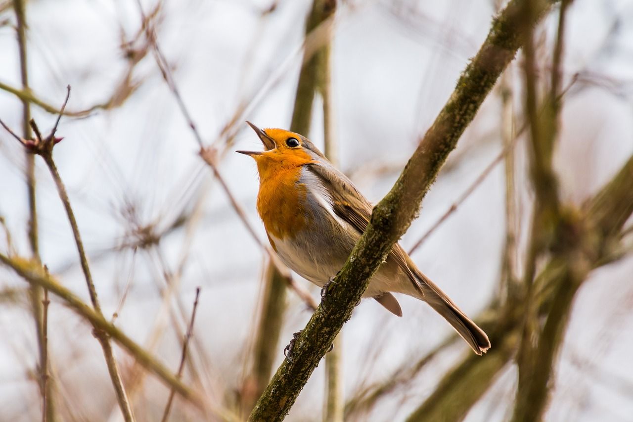 Annual Irish garden bird survey to kick off next week