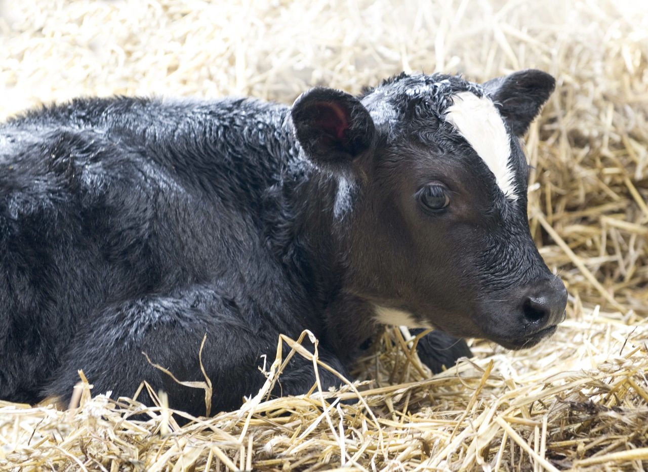 Dairy farmers stave off 'disturbing welfare claims' made by former TD