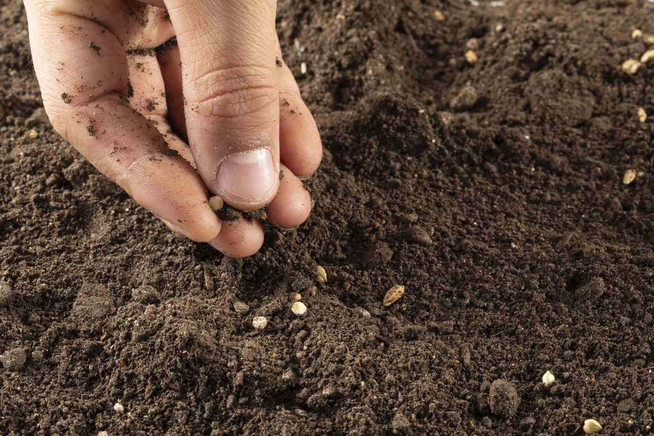 Irish Seed Savers among 139 groups calling for improved EU law