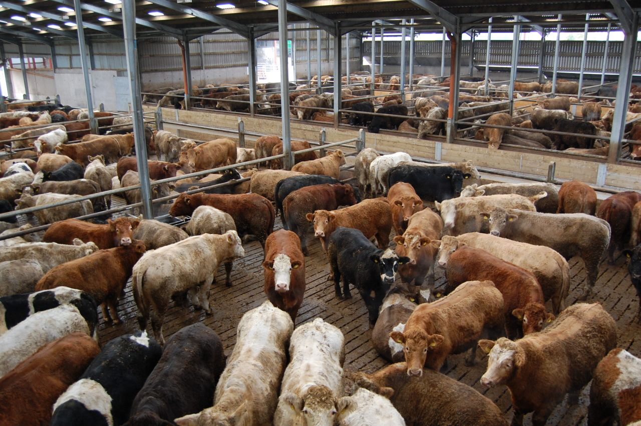 Farmers advised to resist factories' attempts to cut beef prices
