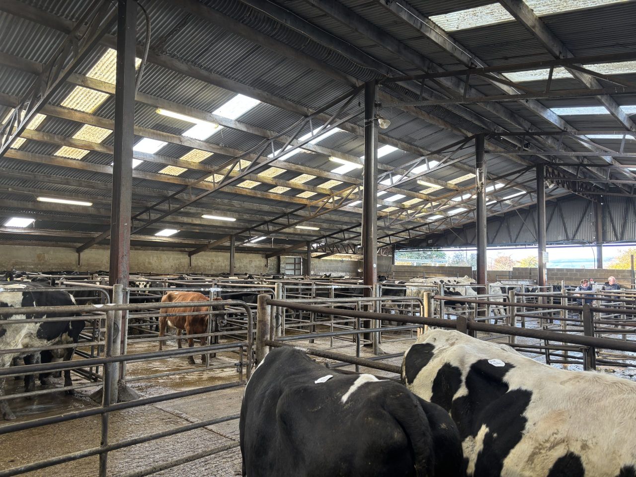 Dairy Trade: Top price of €3,600 at Carnew Mart
