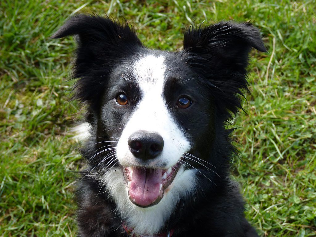 ISPCA: 'Halloween can be a scary time for our furry friends'