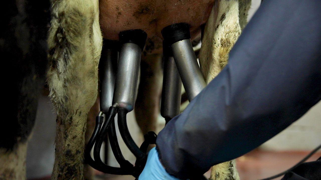 Analysis of post-quota Irish dairy: 'Lowest milk price...but highest margin'