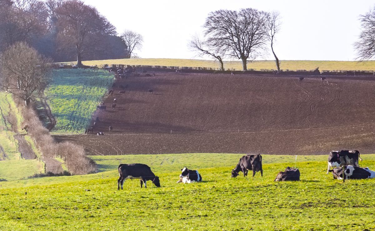 Reseeding: Abergain tops the PPI list