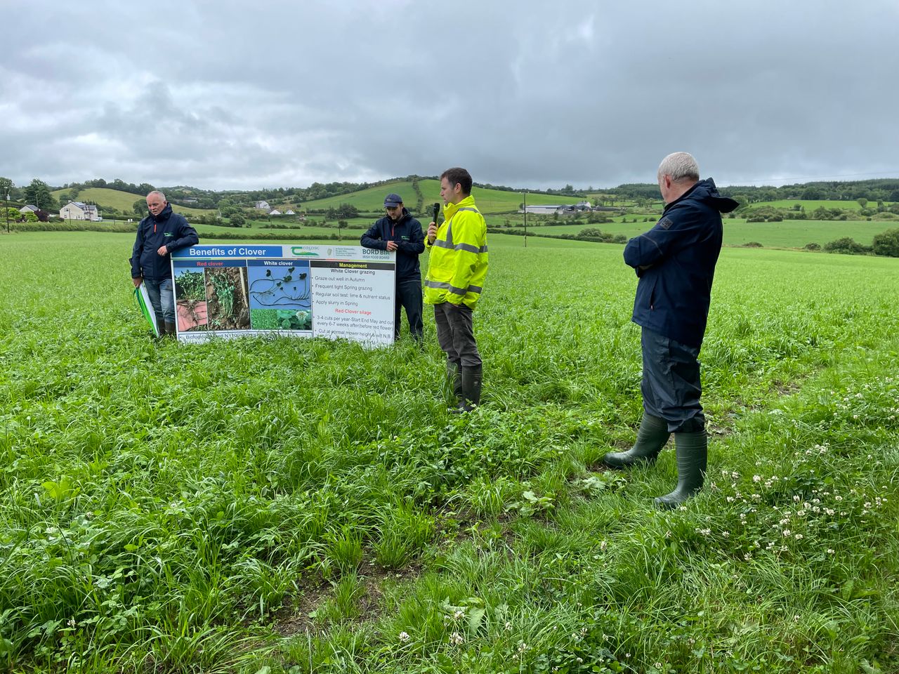 Growing grain and finishing  cattle on clover in Ballybay