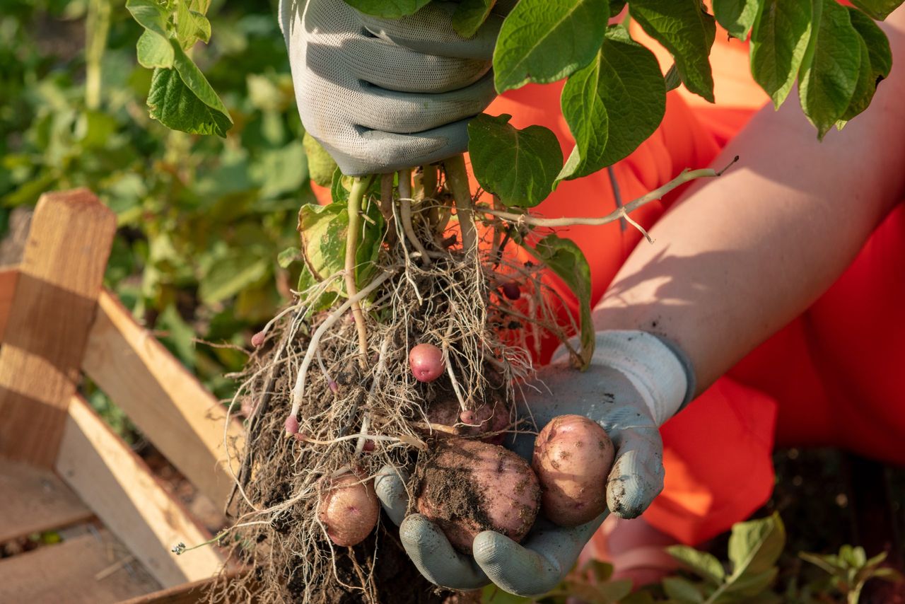 Turning potato crop waste into skincare gold in Scotland