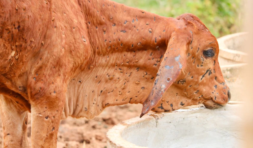 WOAH confirms 2 outbreaks of lumpy skin disease in Spain