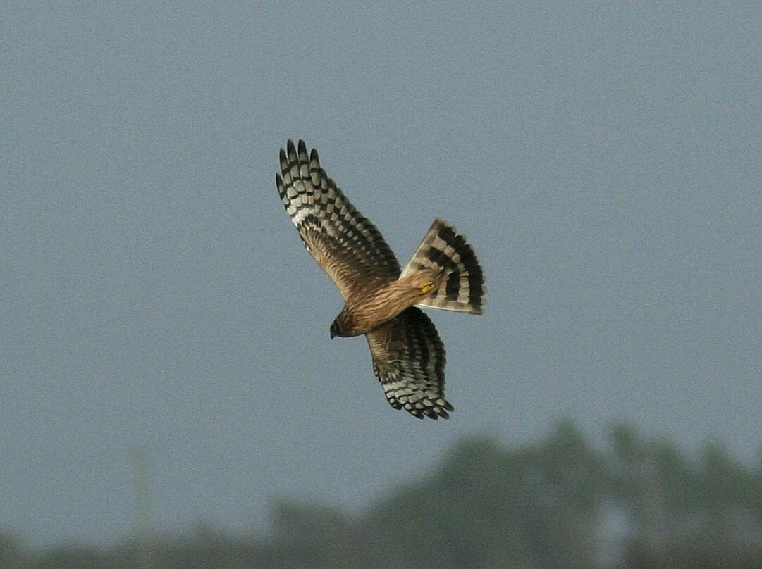Conservation group calls for support for farmers with Hen Harrier designations