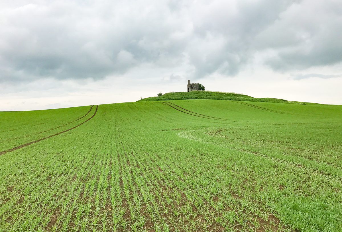 Tillage focus: Whiskey and beef from spring barley in Co. Kilkenny