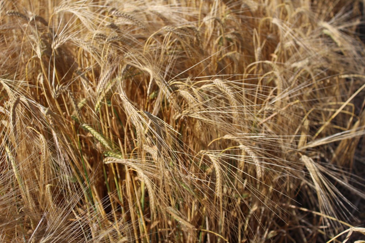 'Wettest July on record' causing 'havoc' on tillage farms