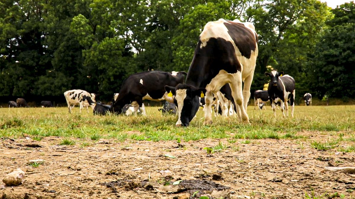 Farmer views sought on 'risk' of weather in Irish agriculture