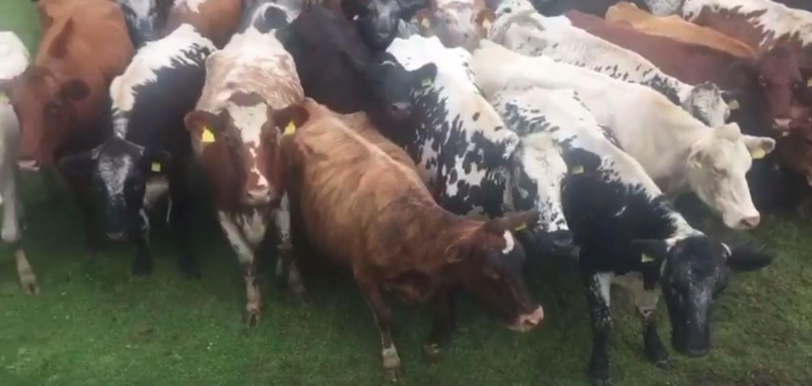 Irish farmer to send 70 cows to UK sanctuary to save them from slaughter