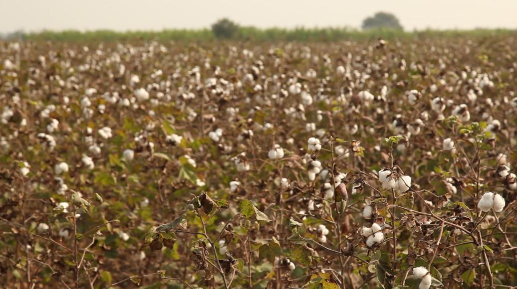 Crop pest control via your smartphone