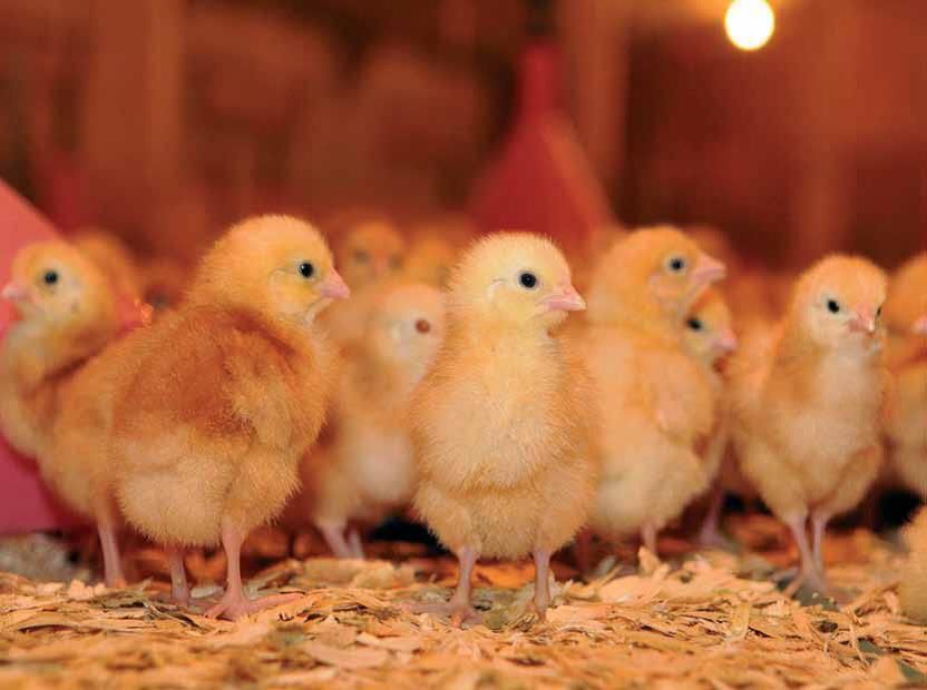 High phosphorous poultry manure deadline looming for NI poultry farmers