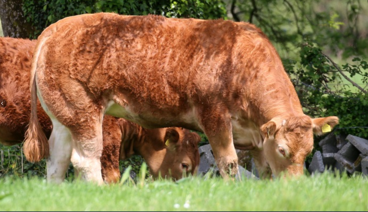 Kingbull-sired heifer takes top price at Gerrygullinane sale