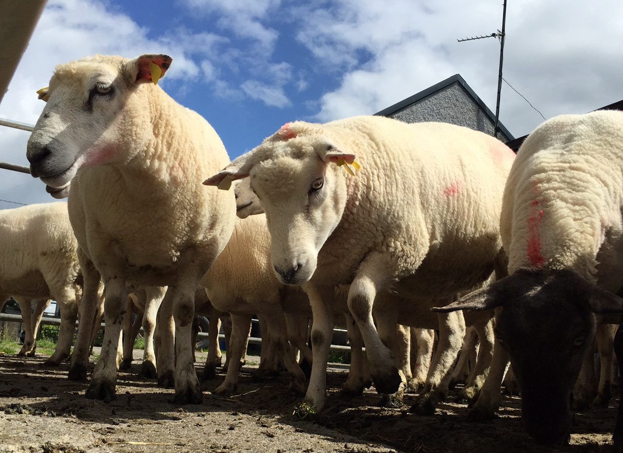 'Dirty' sheep issues 'resolved' after meat industry meeting