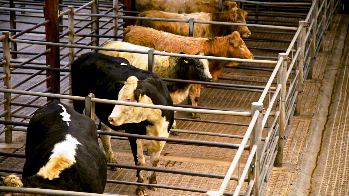 Over 720,000 cattle sold in marts up to end of April - DAFM