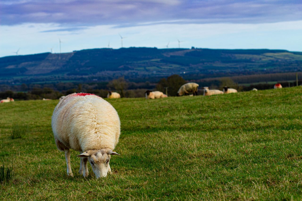 '2021 forecasted to be an even a better year for sheep farmers'