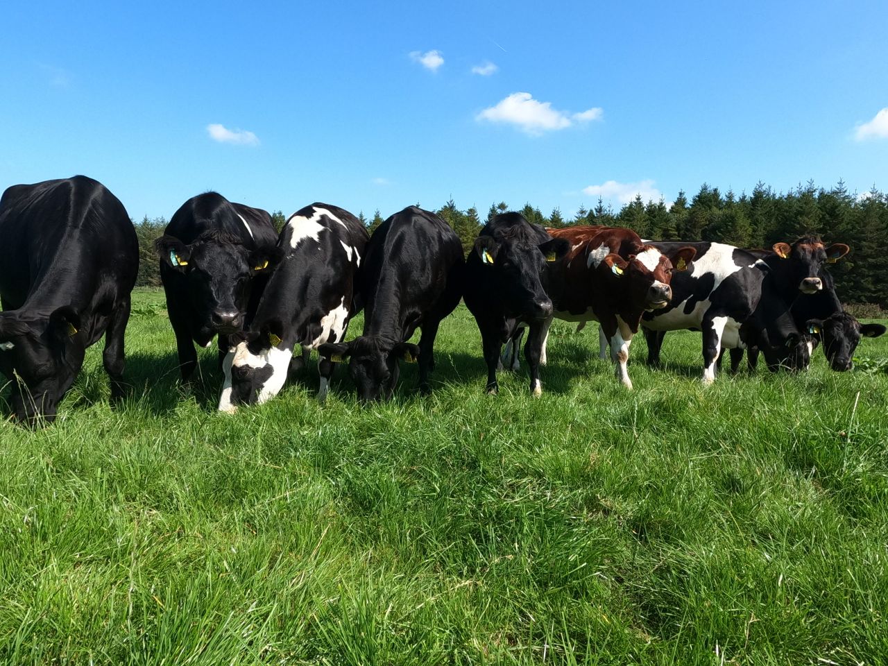 Dairy heifers cross €1,700 at Cashel Mart’s virtual sale