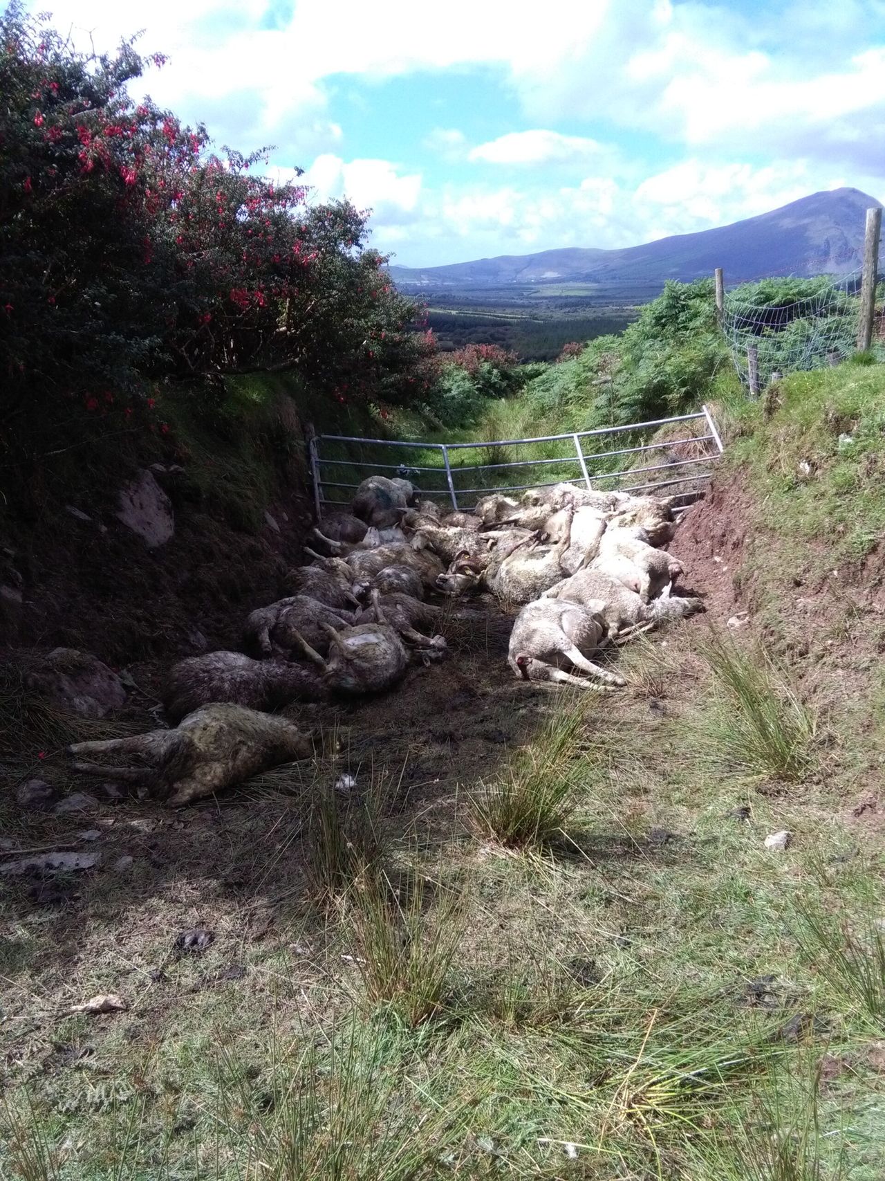 26 lambs and 14 ewes killed in dog attack in Kerry