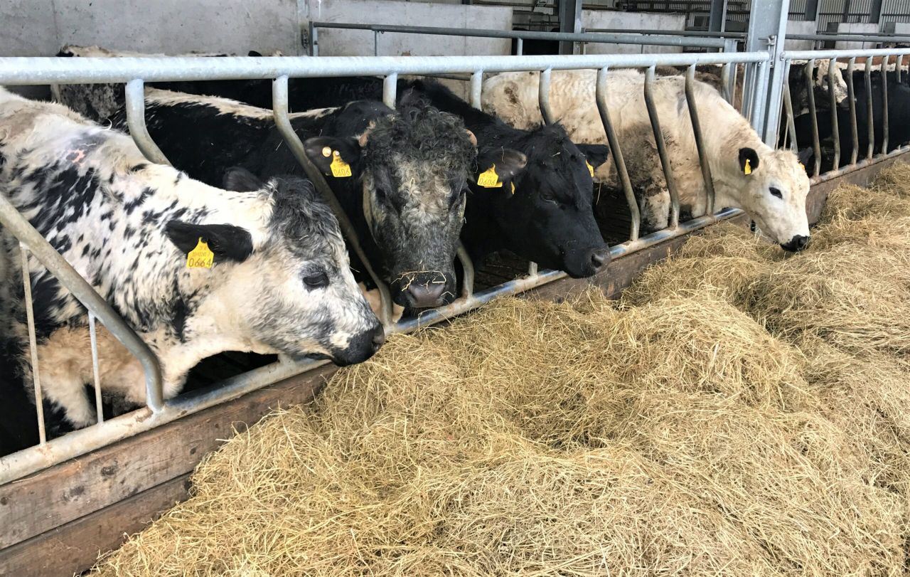 Beef focus: Breeding and grass utilisation to the fore on suckler-to-beef organic farm