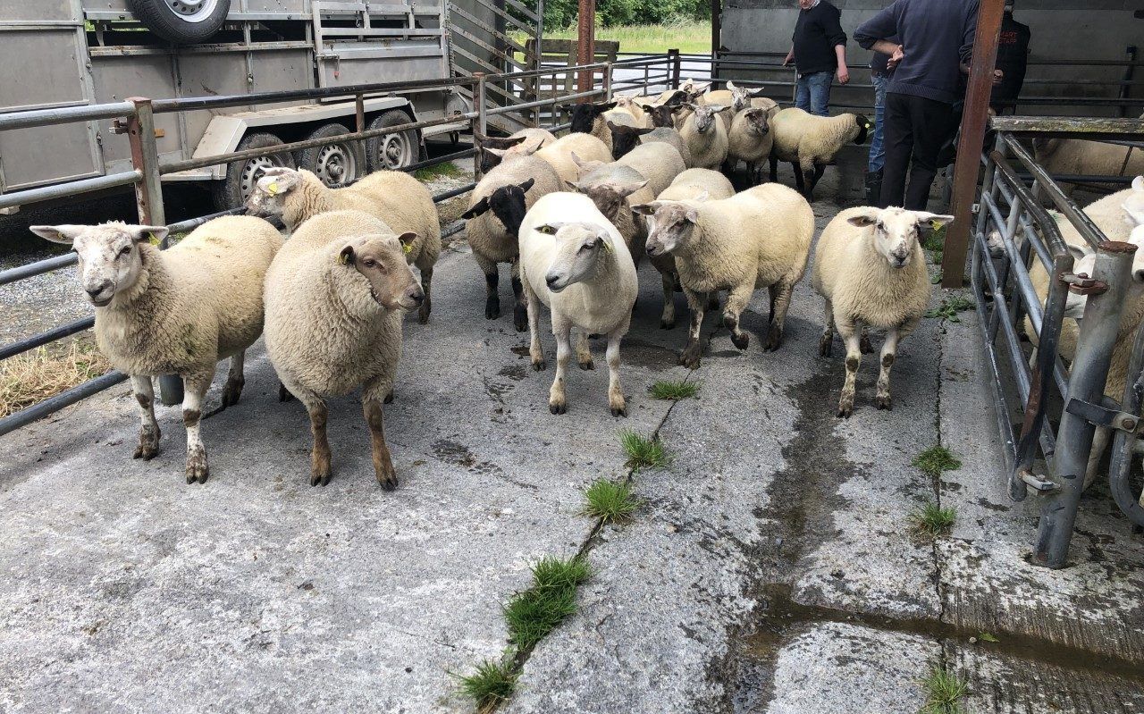 Sheep kill: Spring lamb throughput breaks 40,000