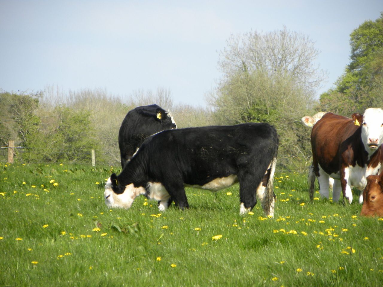 UK beef plants agree longer lead-in periods on carcass specification changes